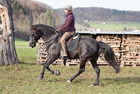 2015_Galopp_Cadi