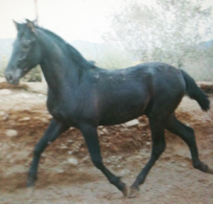 Cado_Fohlen_Spanien