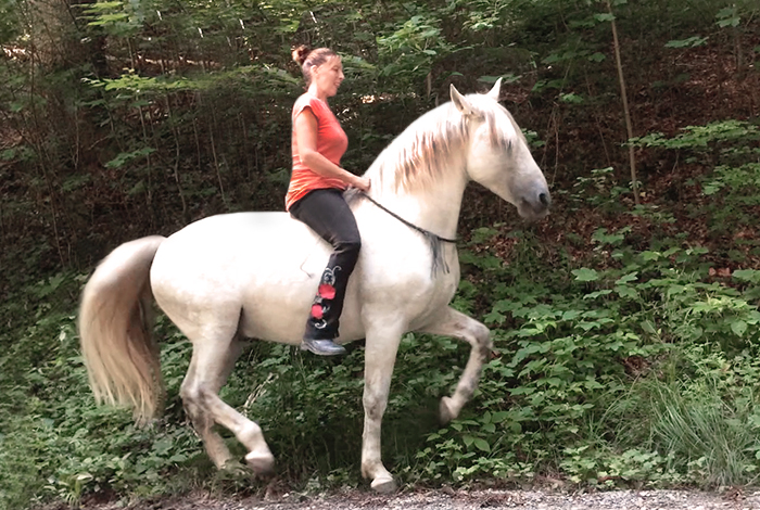 Piaffe_Halsring_2016