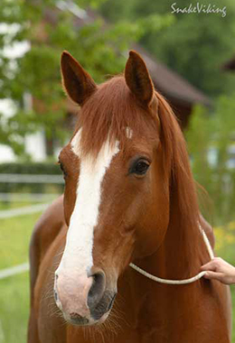 aa