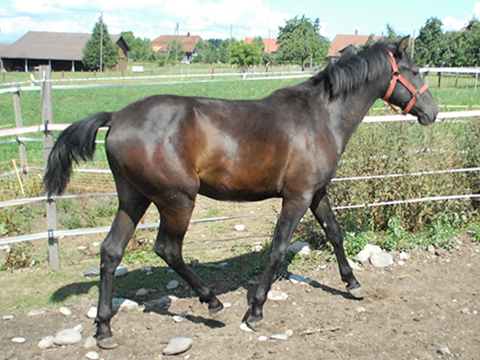 cado2010