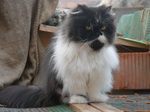 luna_002