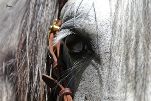 pferd_best