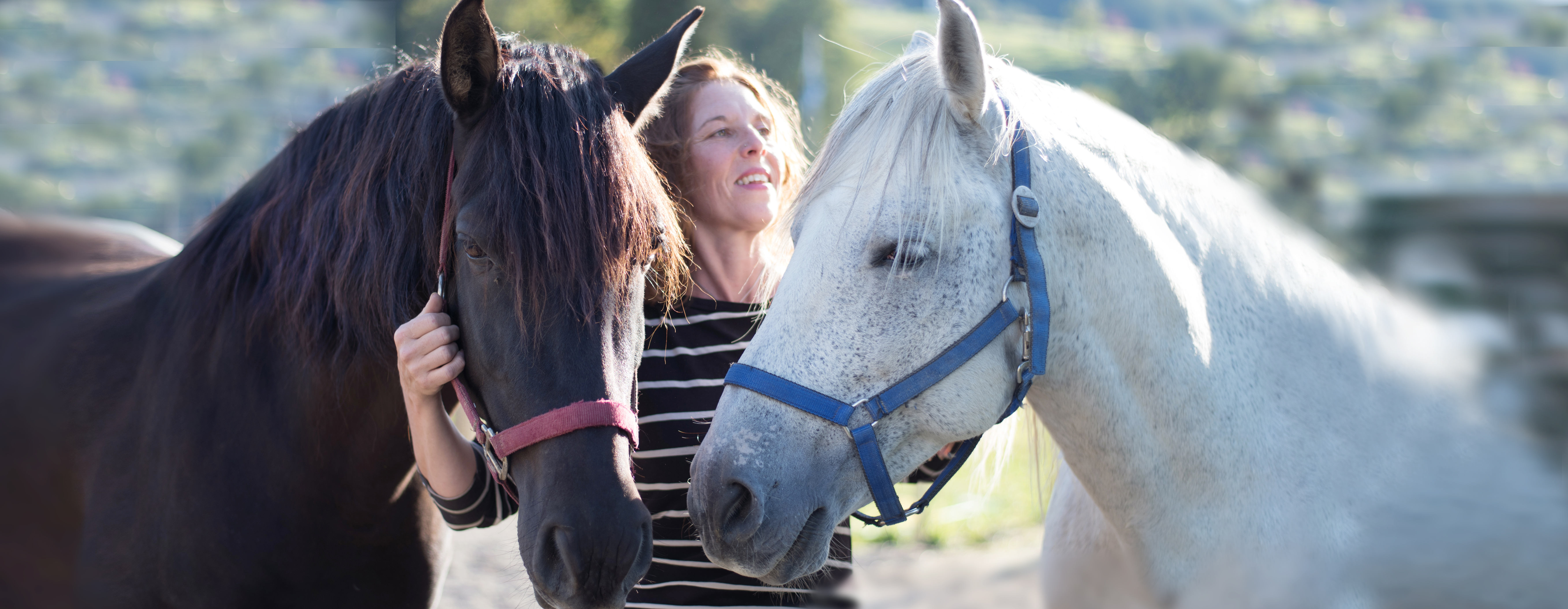Mensch & Pferd in Harmonie
